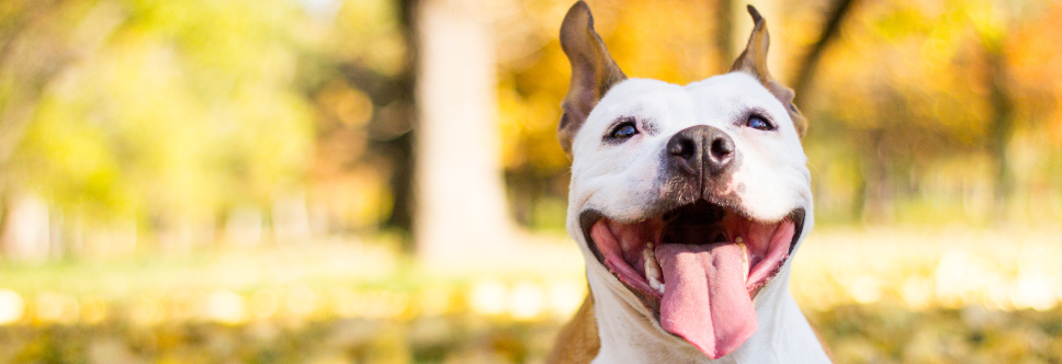 ENDOGARD 30 TABLETA ORAL  Antiparasitario interno de amplio espectro